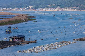 海洋的珍珠 生蠔養殖場的生態與經濟效益