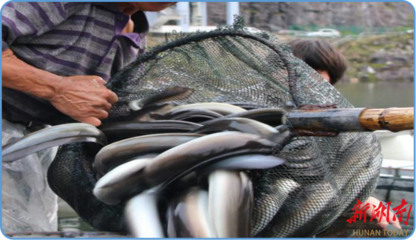 退伍軍人返鄉創業，鰻魚游出致富之路