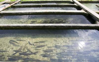 水產品養殖尾水的治理困境與綜合處理技術