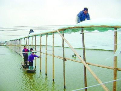 水產養殖戶提前遭遇低溫“大考”，積極應對確保“魚躍龍門”