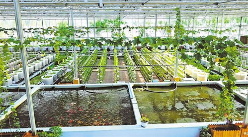 寧夏 引水筑夢，讓優質水產品游向千家萬戶