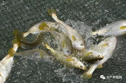 產業鏈的失衡之痛 從盲目擴張到惡性競爭，水產養殖業的困局與出路