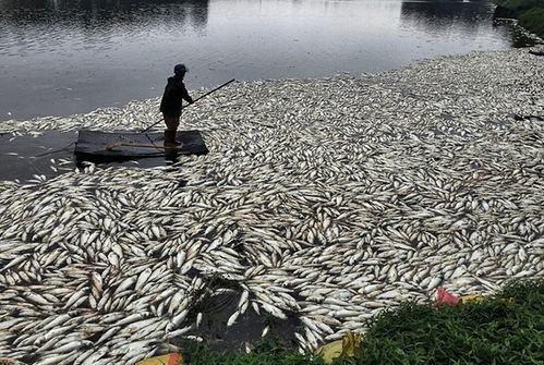 水產品養殖風險大？巧用保險，為你的養殖事業保駕護航