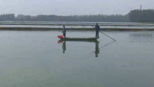 小康新生活 生態養殖為寶應衛星村3300多畝大閘蟹增值，繪就水產品養殖新畫卷